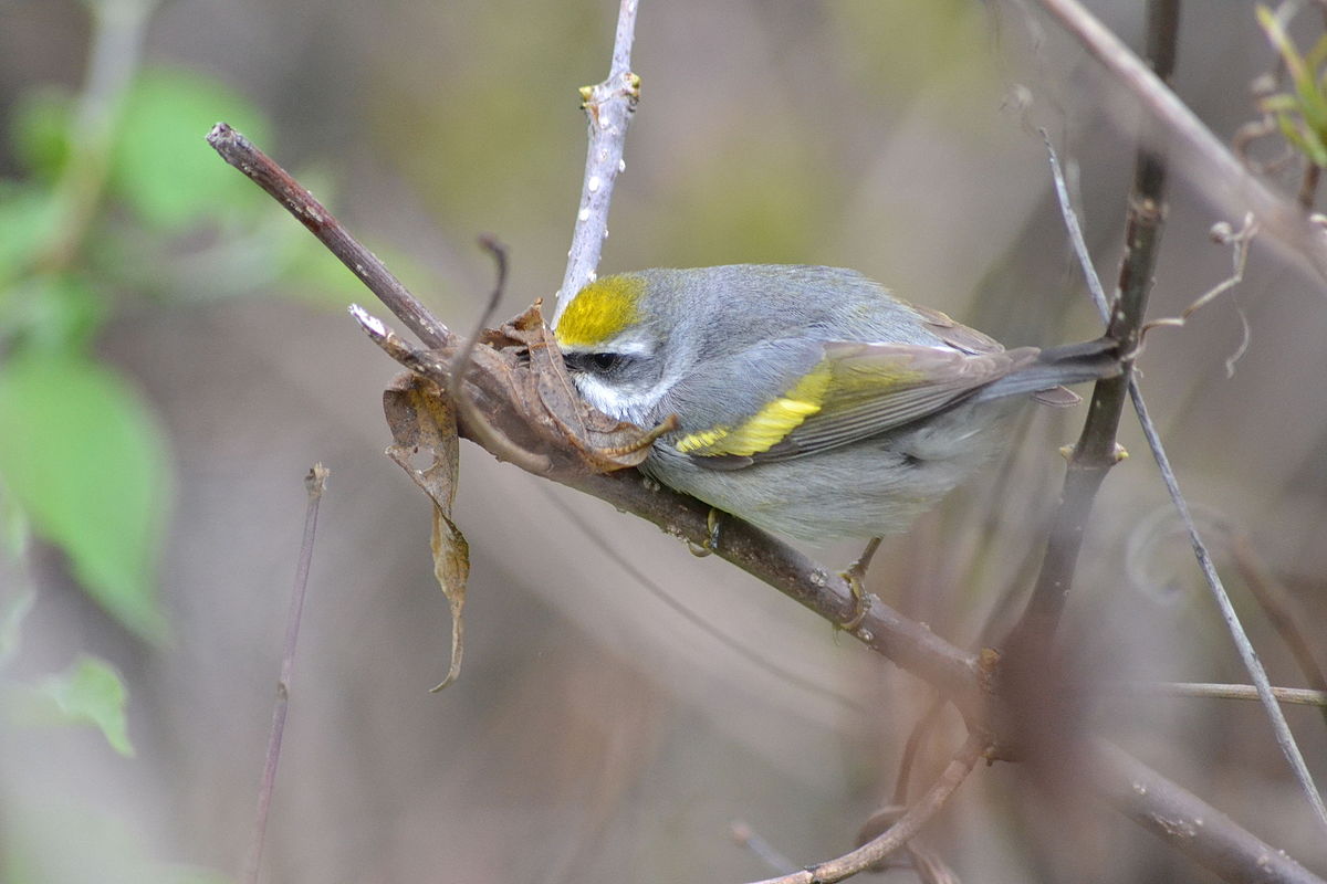 golden-winged-warbler