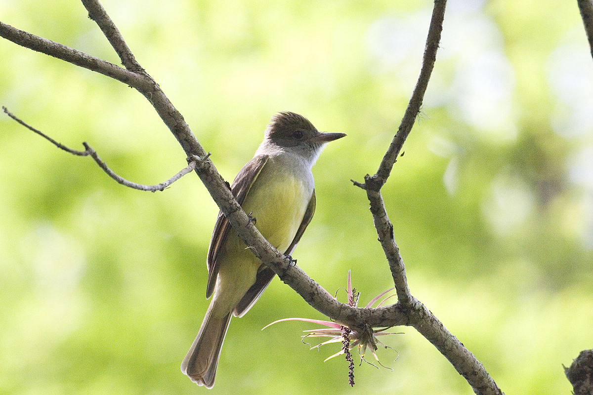 great-crested-flycatcher