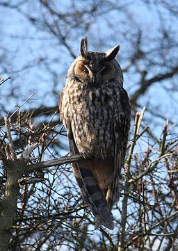 long-eared-owl