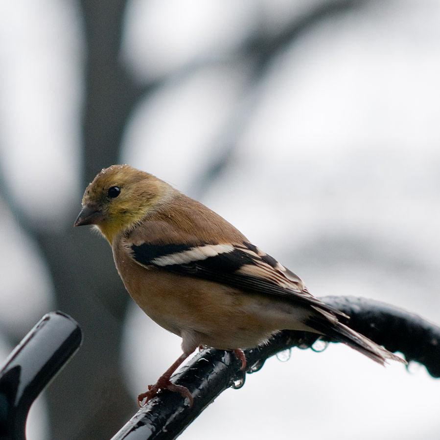 American-goldfinch-in-summer