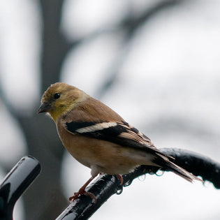  American-goldfinch-in-summer