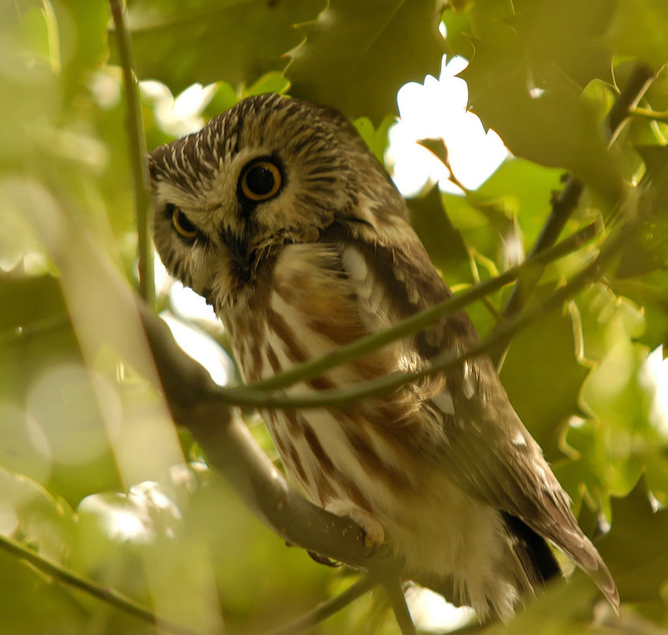 northern-saw-whet-owl