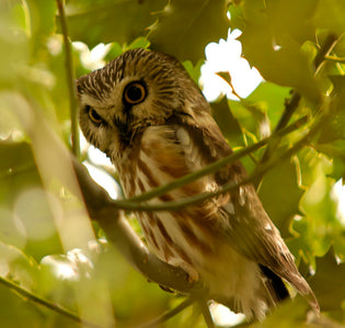  northern-saw-whet-owl