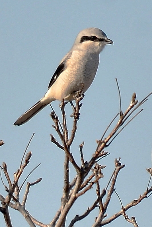 northern-shrike