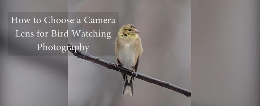 Choosing the Right Camera Lens for Bird Photography – Gilligallou Bird