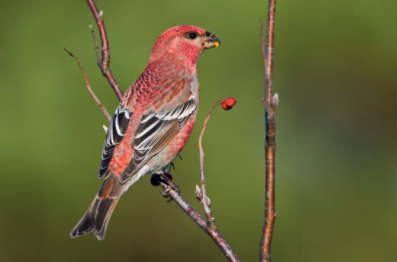 male-pine-grosbeak