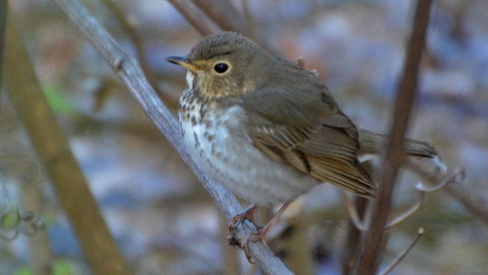 swainsons-thrush