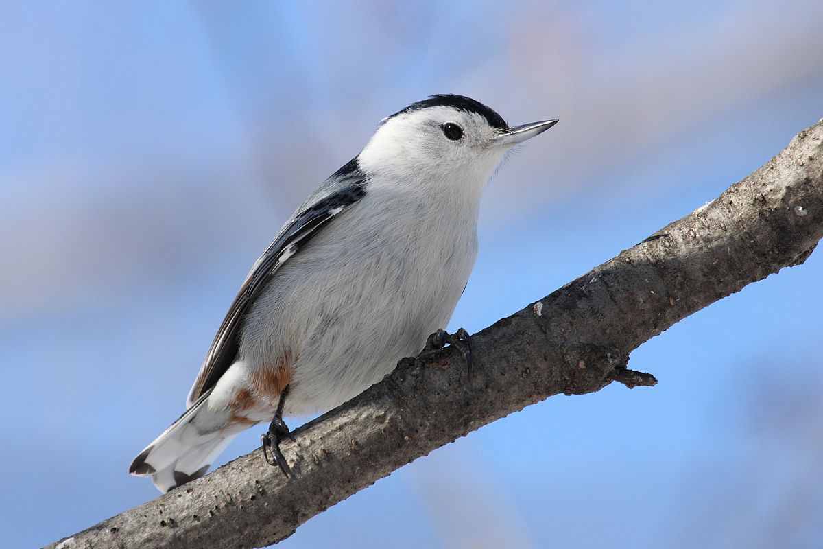 Autumn Spotlight – The White-Breasted Nuthatch – Gilligallou Bird