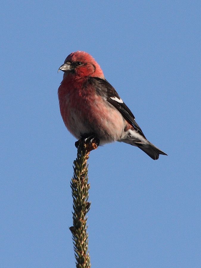 white-winged-crossbill