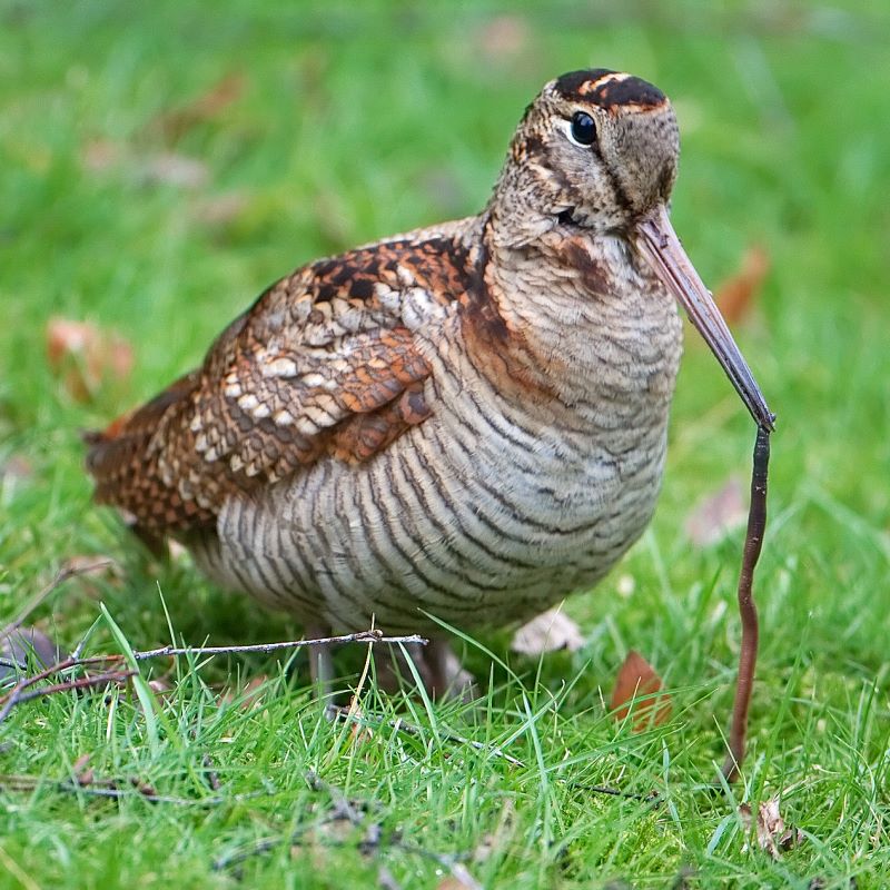 Ontario-woodcock