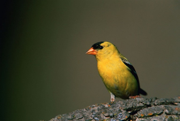 American-goldfinch-in-summer