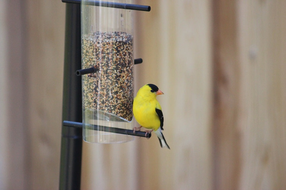 american-goldfinch-feeding