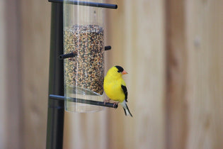  american-goldfinch-feeding