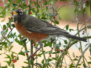  american-robin-in-spring