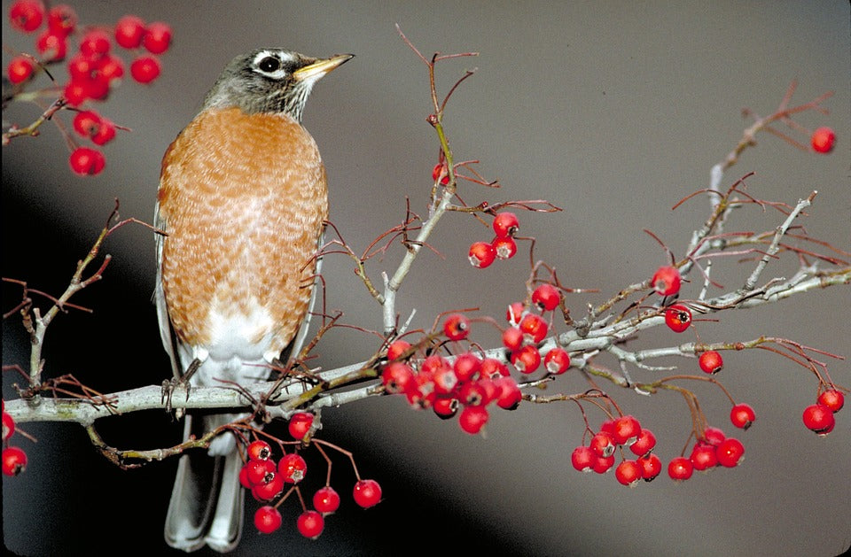 American-robin-feeding-on-fruit-tree-in-winter