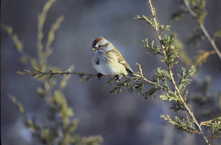  American-tree-sparrow