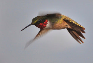 angry-hummingbird