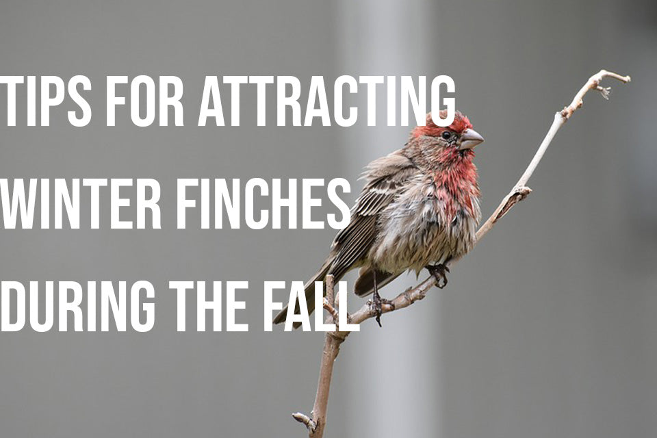 Attract Winter Finches This Fall: Essential Tips & Tricks – Gilligallou ...