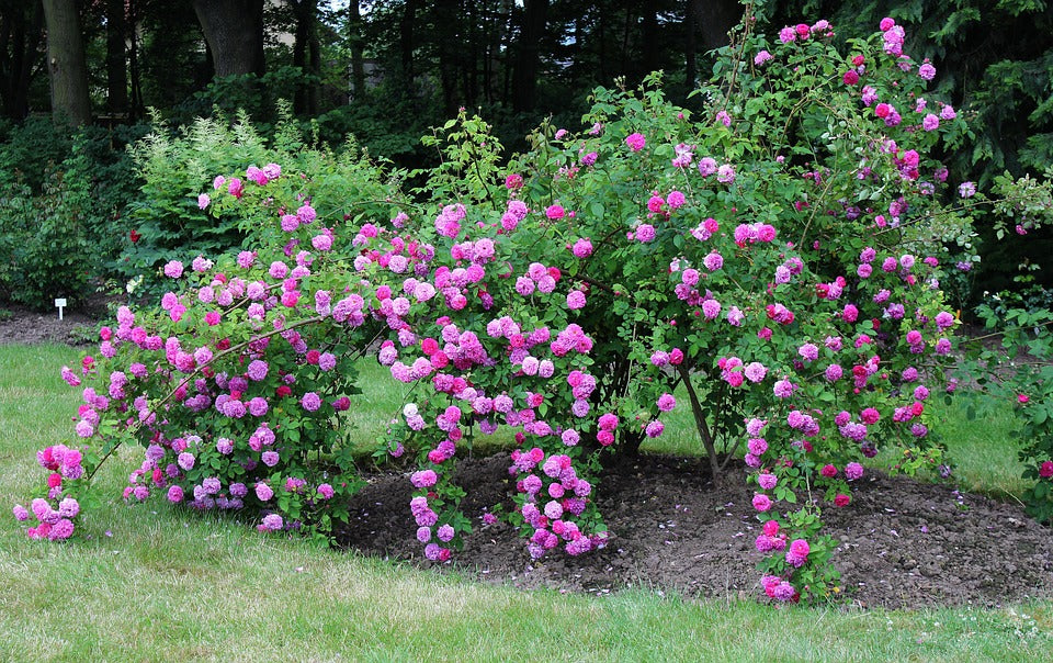 backyard-flower-bed