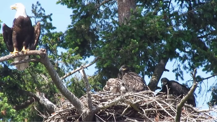 bald-eagles-feeding-red-tailed-hawk
