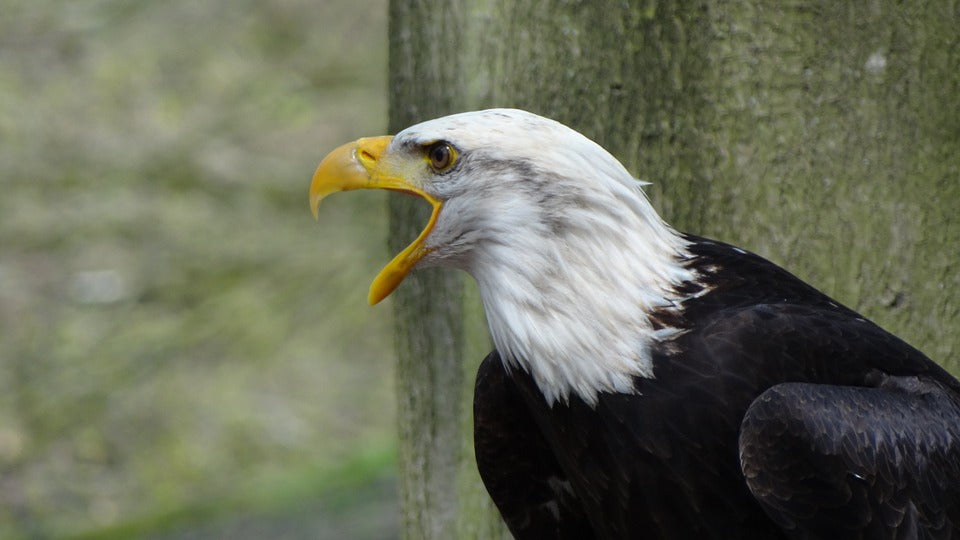 bald-eagle