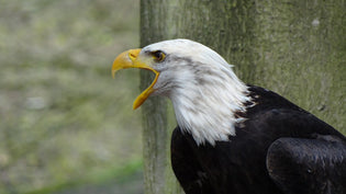  bald-eagle