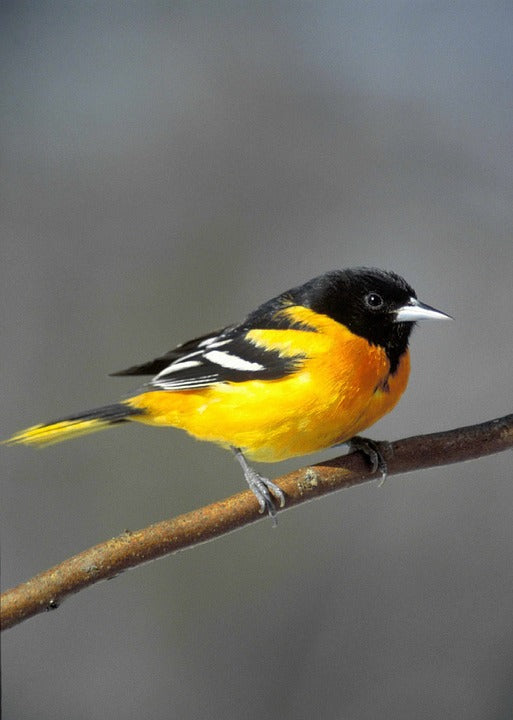 Spring Spotlight – The Baltimore Oriole