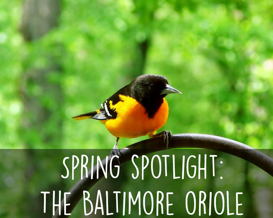 baltimore-oriole