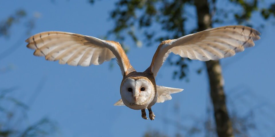 barn-owl