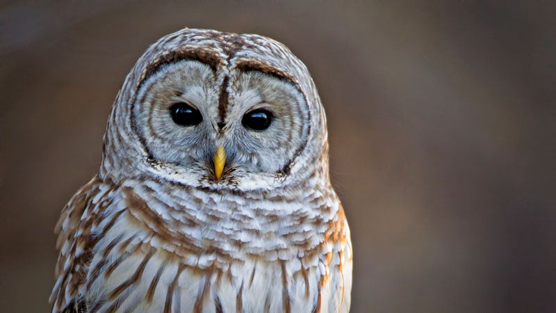 How to Install a Barred Owl Nesting Box