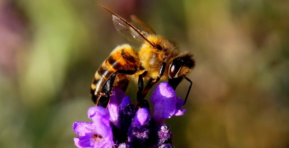 bee-in-birdhouse