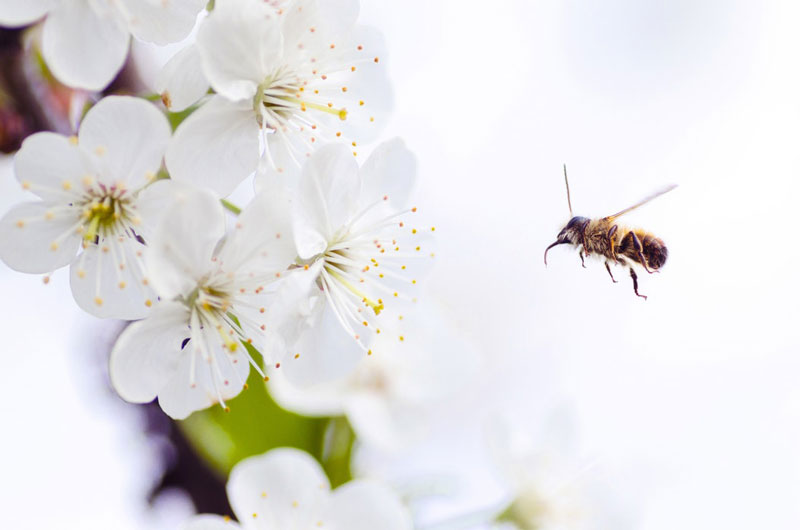 bee-pollinating-flower