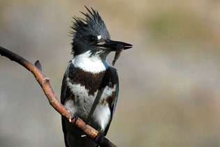  belted-kingfisher