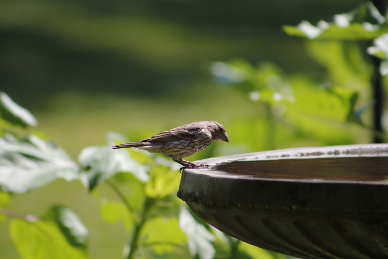 Summer Bird Baths and Why Your Yard Needs One