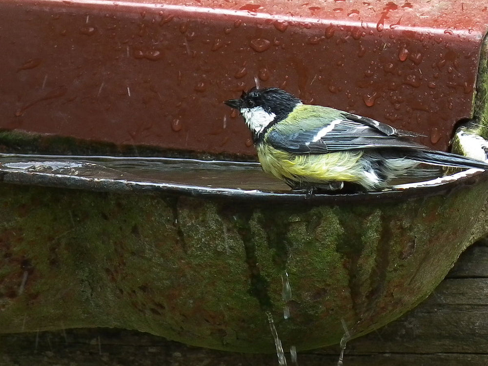bird-bathing-in-birdbath