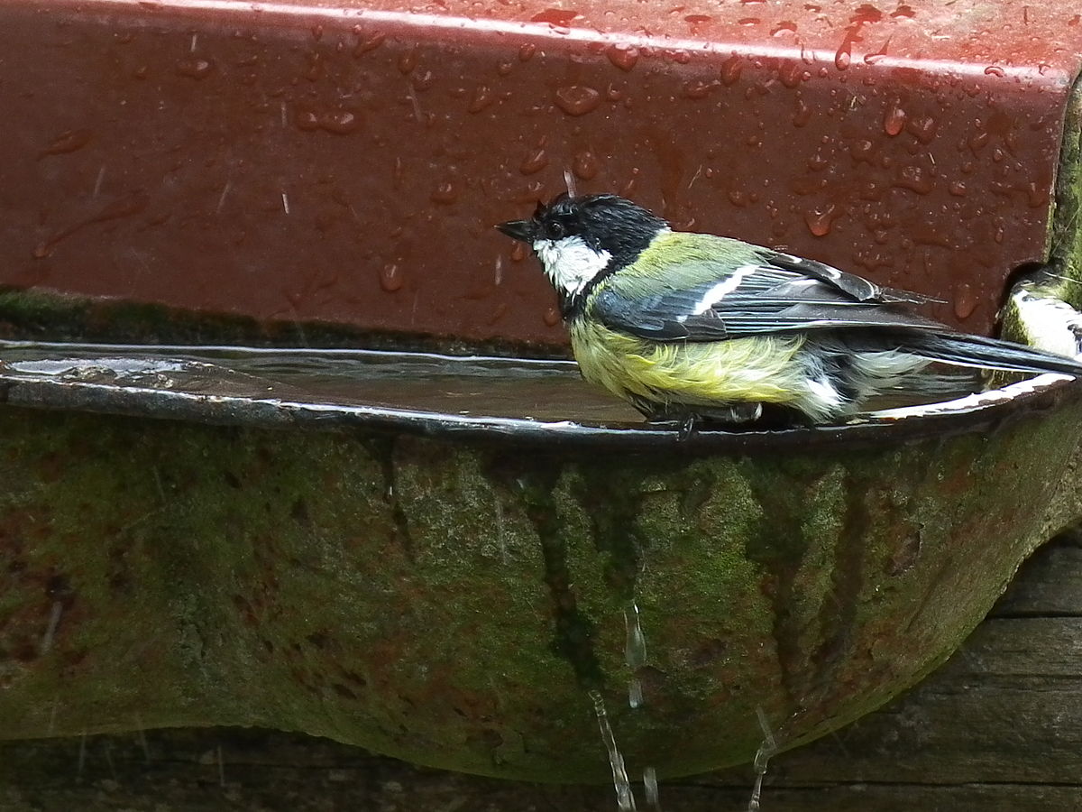 bird-bathing-in-birdbath