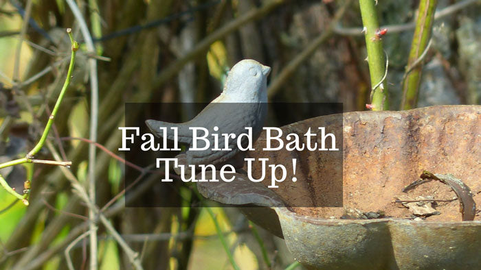 bird-bath-in-fall