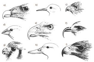  bird-beaks