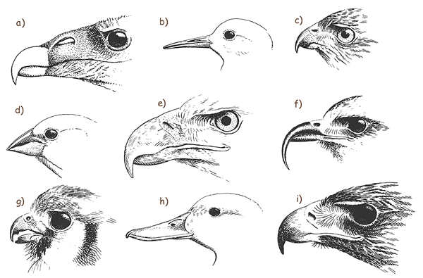 bird-beaks