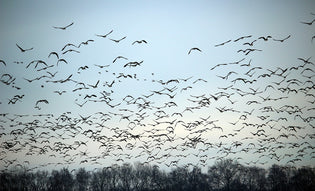  bird-migration-fallout