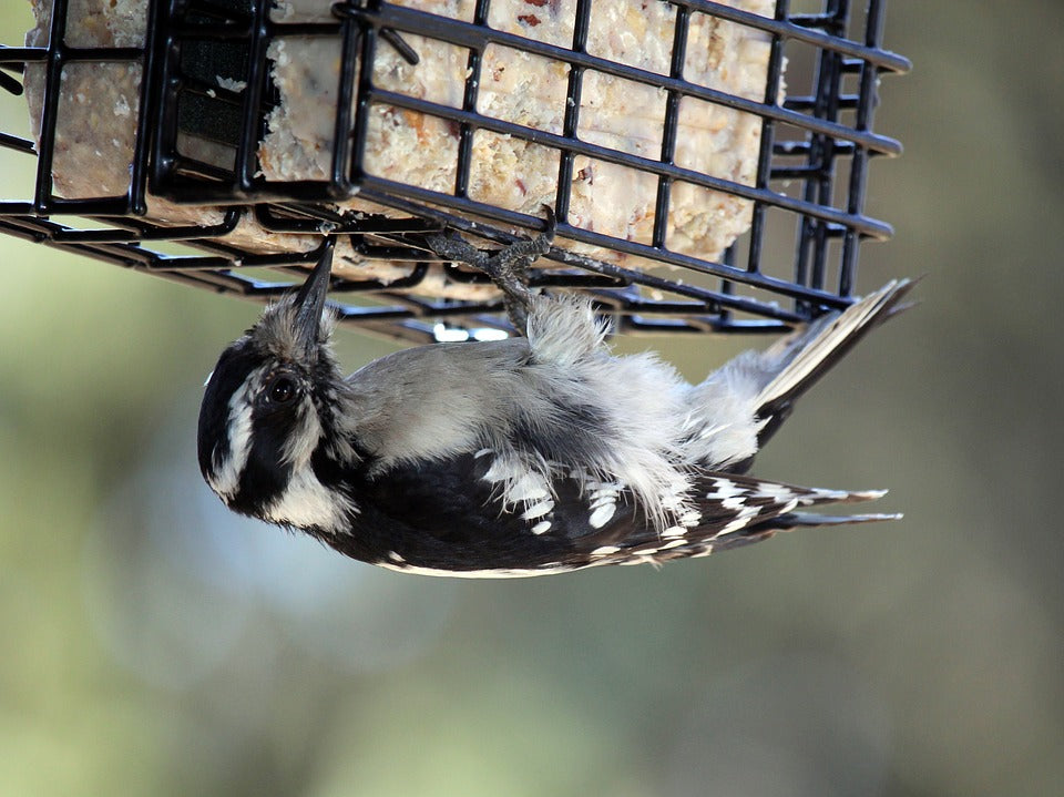 bird-feeding-upside-down-on-suet-cage