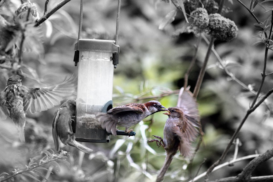 birds-fighting-at-feeder