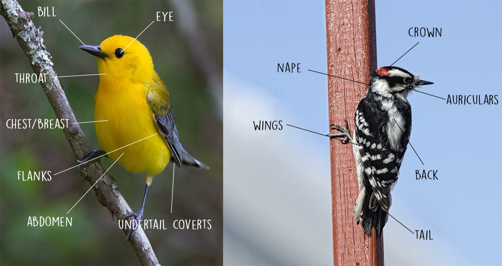 Fall Birding: Identifying Key Field Markings – Gilligallou Bird