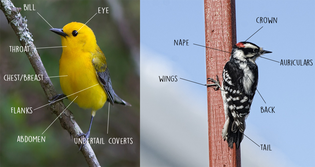  key-bird-identification-markings