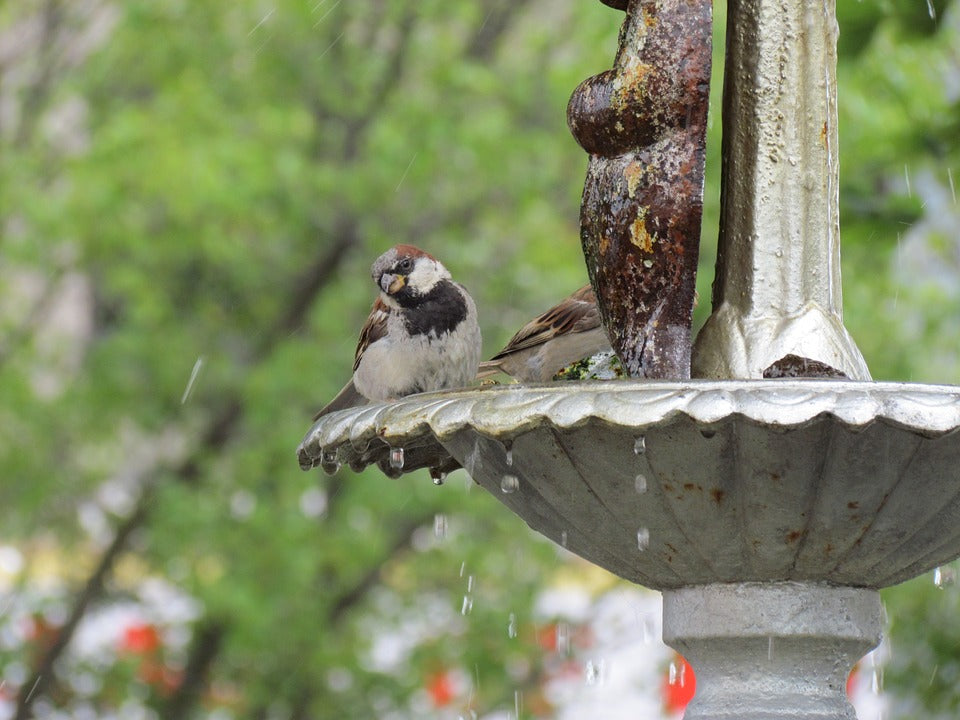 Keep Your Bird Bath Clean This Fall with These Helpful Tips