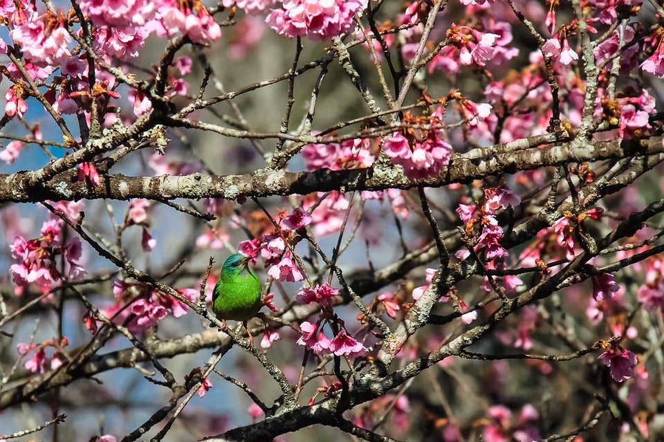 bird-feeding-in-natural-tree