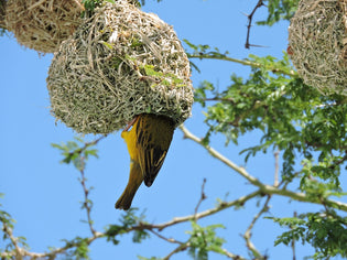  bird-in-nest