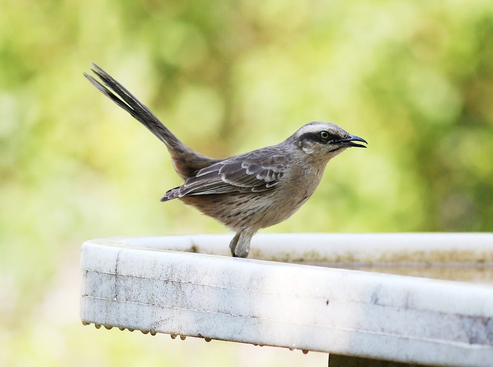 bird-in-summer