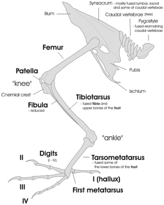 bird-leg-and-foot