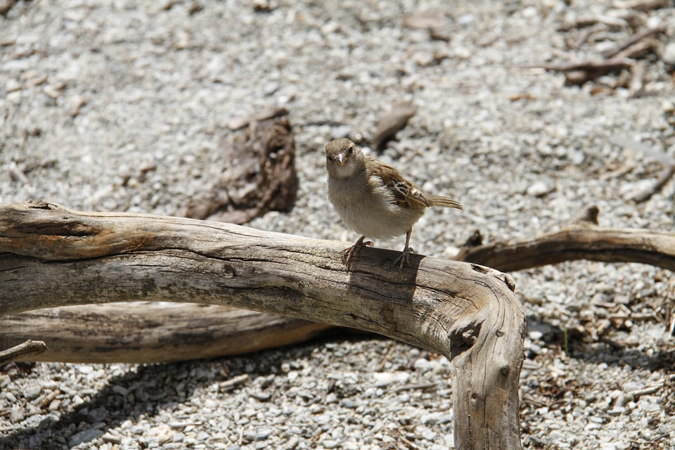 bird-on-a-dead-tree-log